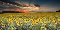 A sunflower farm in Hartford County Maryland 