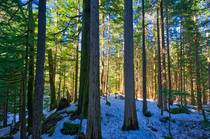 A sunny forest in western Washington OC
