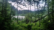 A swamp in the summertime Pepperell Massachusetts 