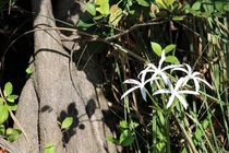 A Swamp Lily Crinum americanum enjoying the Florida sun