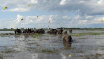 A swarm of butterflies with a herd of elephants from my trip to Botswana Africa x