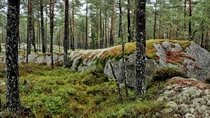 A Swedish forest is lika a cozy livingroom 