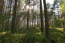 A Swedish summer forest 