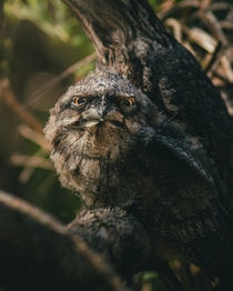 A Tawny Frogmouth I spotted watching me in the forest 