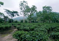 A Tea Garden near my home in south-eastern Nagaon Assam 