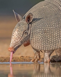 A thirsty Armadillo