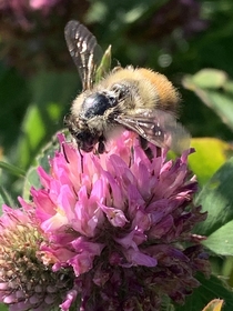 A thistle with a little bumble butt