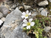 A tiny Caryophyllaceae on a cold mountain slope 