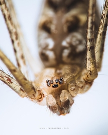 A tiny Cellar Spider up-close