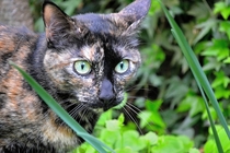 A tortoiseshell cat Felis catus prowling the backyard 