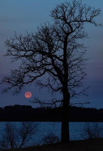A tree and full moon