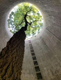 A tree growing in an abandoned grain silo