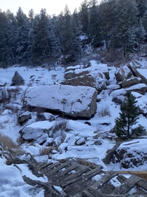 A tree growing on a rock in Colorado 