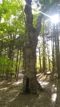 A tree home at Red Rocks Park South Burlington Vermont 