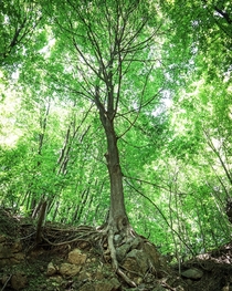A tree in the hudson Valley NY OC 