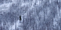 A tree stands strong in the middle of a burnt forest in Banff National Park 
