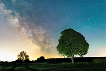 A tree under the stars - Aufhausen  Germany 