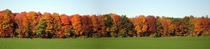 A treeline in Door County WI October   