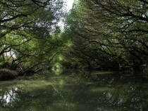A Tunnel of Mangrove Trees at Taijiang National Park in Taiwan 