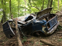 A van pushed over a hillside and marooned in a forest