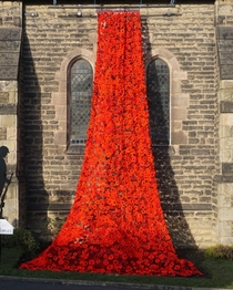 A veil made of poppies