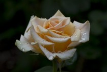 A Versilia Peach Rose after the rain 