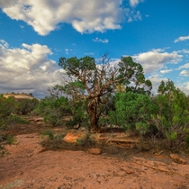 A Very Lively Desert Tree 