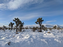 A very rare snowy Yucca Valley CA  