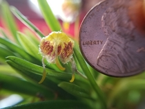 A very small flower on a very small orchid masdevallia erinacea 