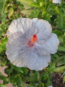 A very unique Hibiscus colour