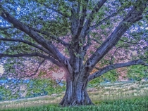 A very wise tree The Hudson Valley NY 