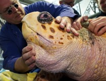 A veterinarian examines the head of a loggerhead sea turtle Caretta caretta 