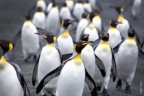 A waddle of king penguins Aptenodytes patagonicus 