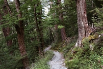 A walk in the woods - Routeburn Track New Zealand 
