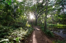 A walk through a rain forest Kapaa Hawaii 