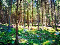 A walk through the woods around Bollebygd Sweden 