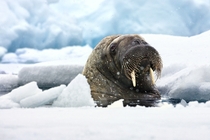 A Walrus in the arctic water 