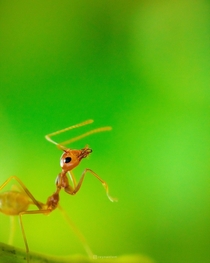 A weaver ant I shot in my parents backyard