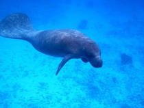 A West Indian manatee Trichechus manatus off the coast of Belize 