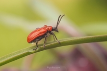 a wet red bug 