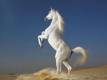 A white Arabian horse stallion 