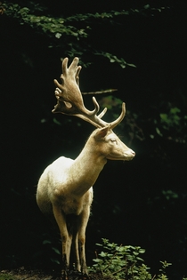 A white fallow stag stands in a forest in Switzerland  