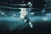 A whitecoat or juvenile harp seal swims gracefully in icy water 