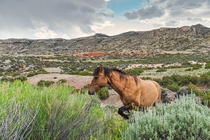 A wild stallion emerges on the landscape of the Pryor Mountains Wild Horse Range Montana 