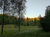 A wildflower meadow in the middle of a big forest in Espoo Finland yesterday evening at  