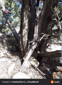 A Winchester rifle that archaeologists discovered in  leaning against a tree in Nevada It had been abandoned for  years