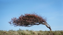 A Windswept Tree  Cuckmere Haven Sussex 