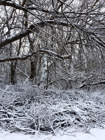 A winter walk in Iowa -OC