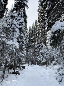 A winter wonderland at Lake Louise Canada 