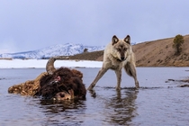A wolf scavenges on the carcass of a drowned bison in the Yellowstone River Ronan Donovan 